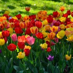 La plantation des bulbes de tulipes