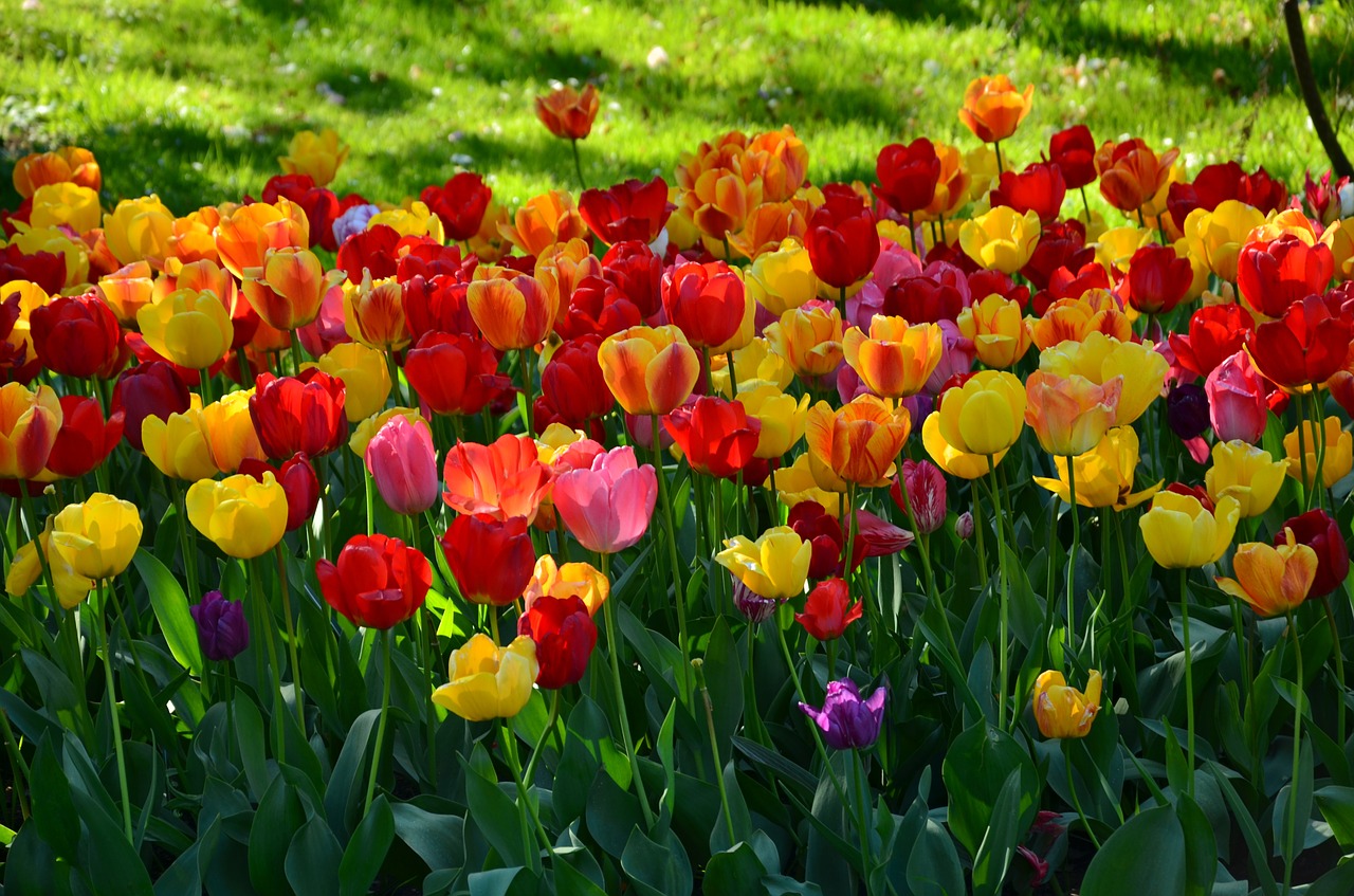 ou planter des tulipes