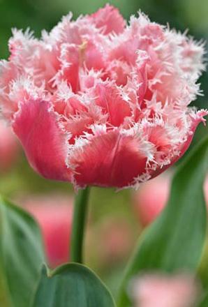 tulipe queensland