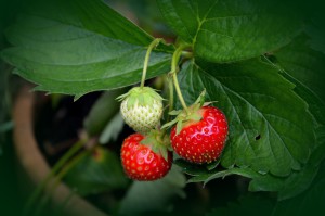culture fraisier en pot