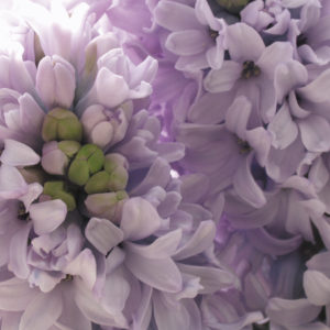 fleur de jacinthe violet pale