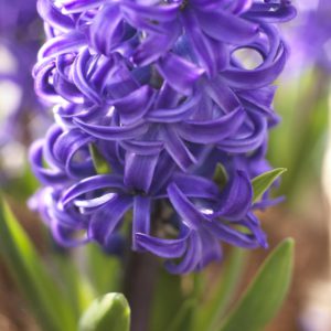 fleur de bulbe de jacinthe bleu