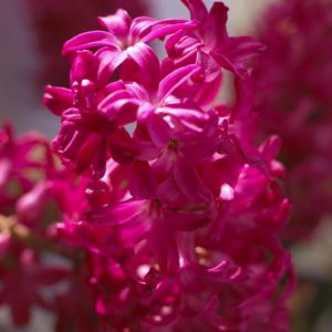 fleur de jacinthe rose fuschia