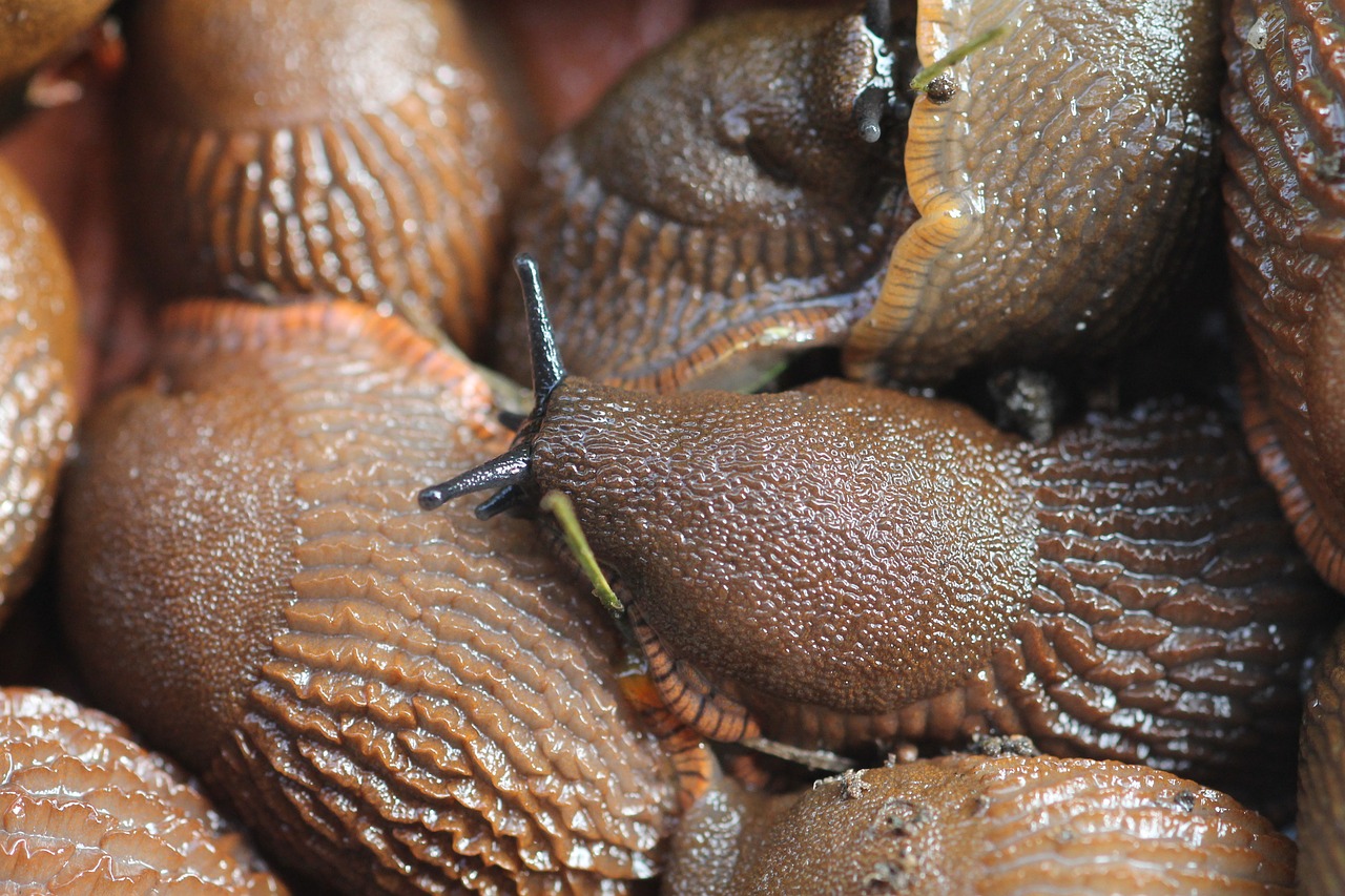 lutte escargots limaces