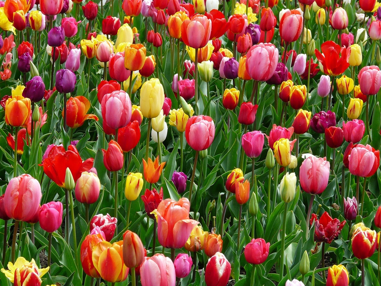Planter et entretenir une tulipe