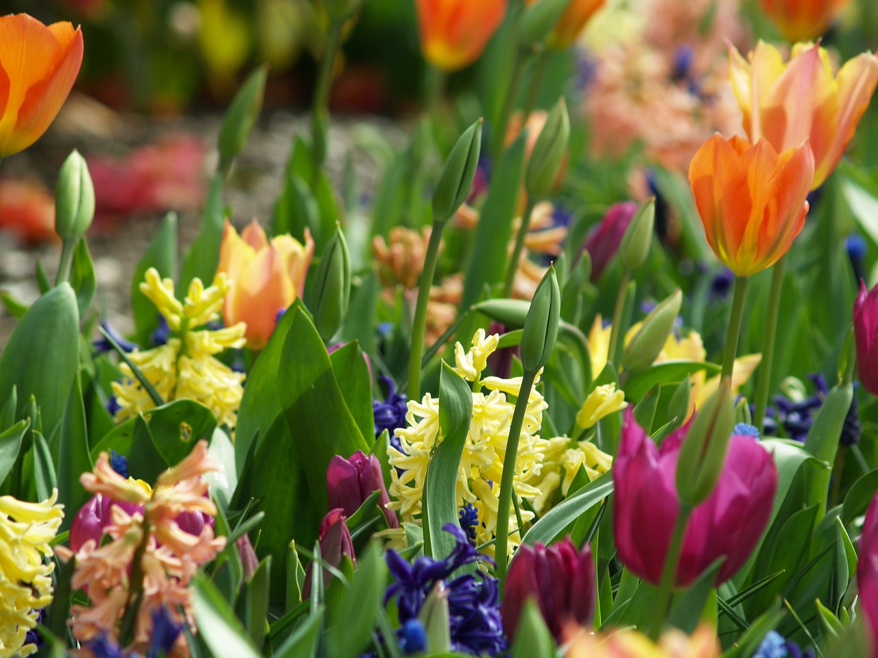 planter-tulipes-étapes