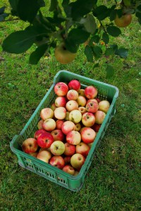 recolter des pommes en septembre