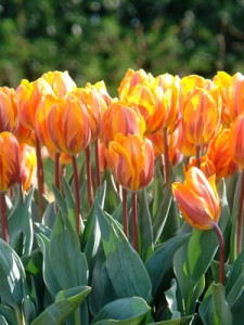 tulipe-princess-irene