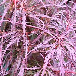 Acer palmatum ‘Dissectum Garnet’