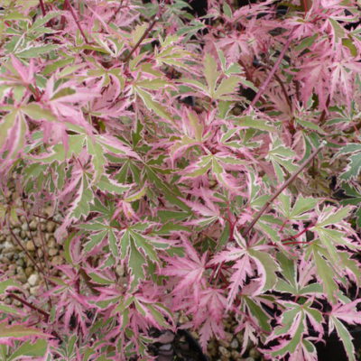 Acer palmatum ‘Butterfly’ 
