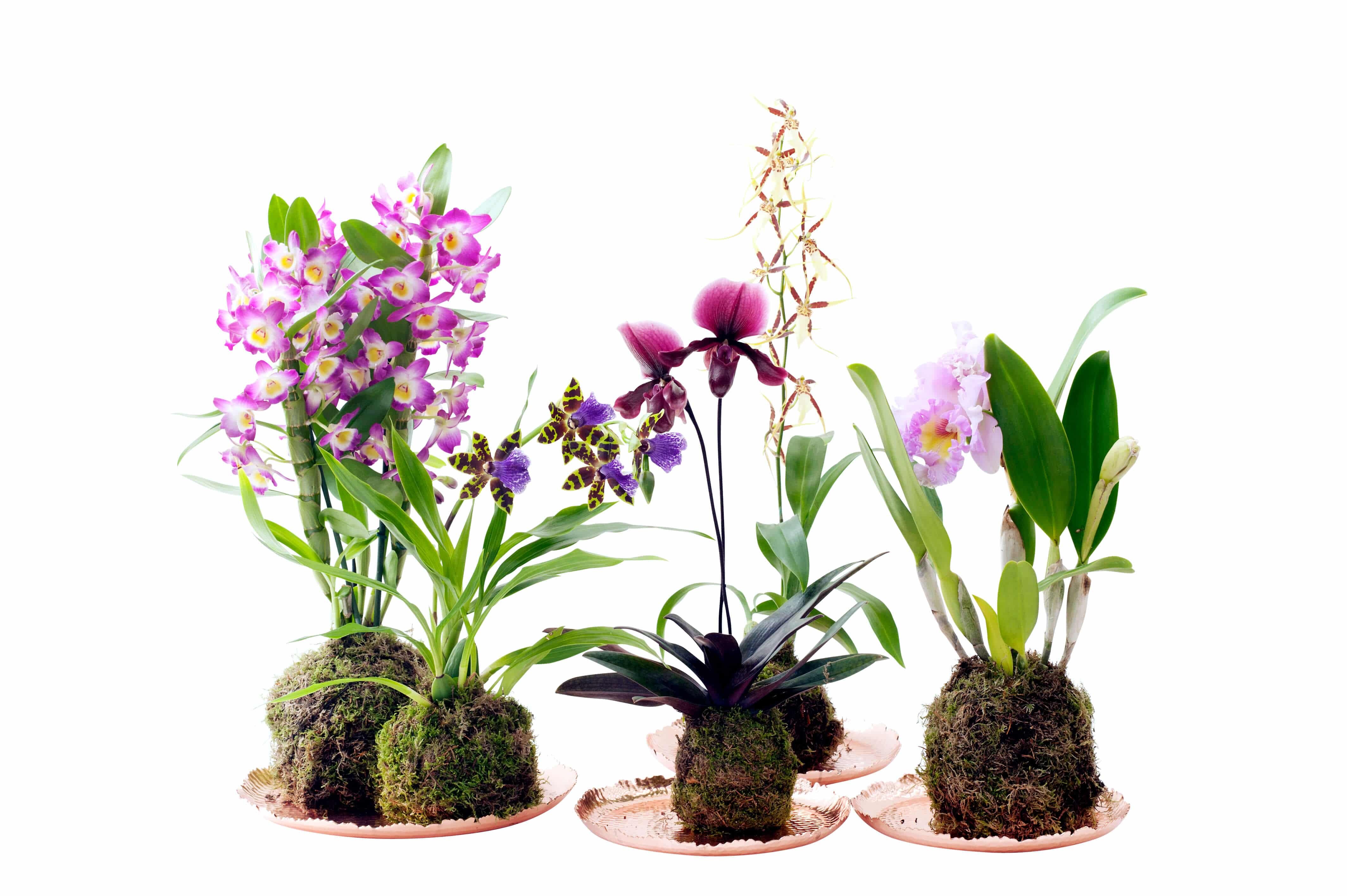 Rempotage des orchidées à pseudobulbles - Les Orchidées de la Belle Etoile