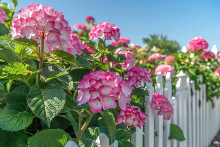 À quelle distance d'un mur planter un hortensia
