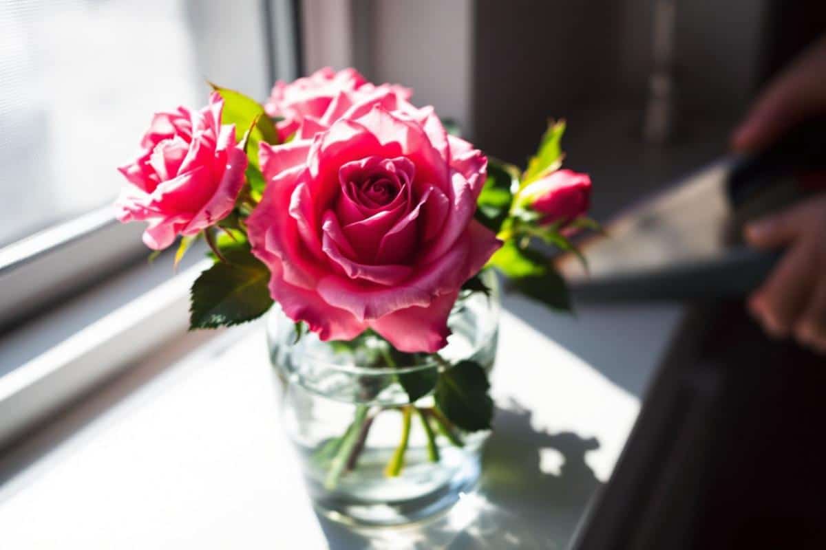 Comment bouturer un rosier dans l'eau ?