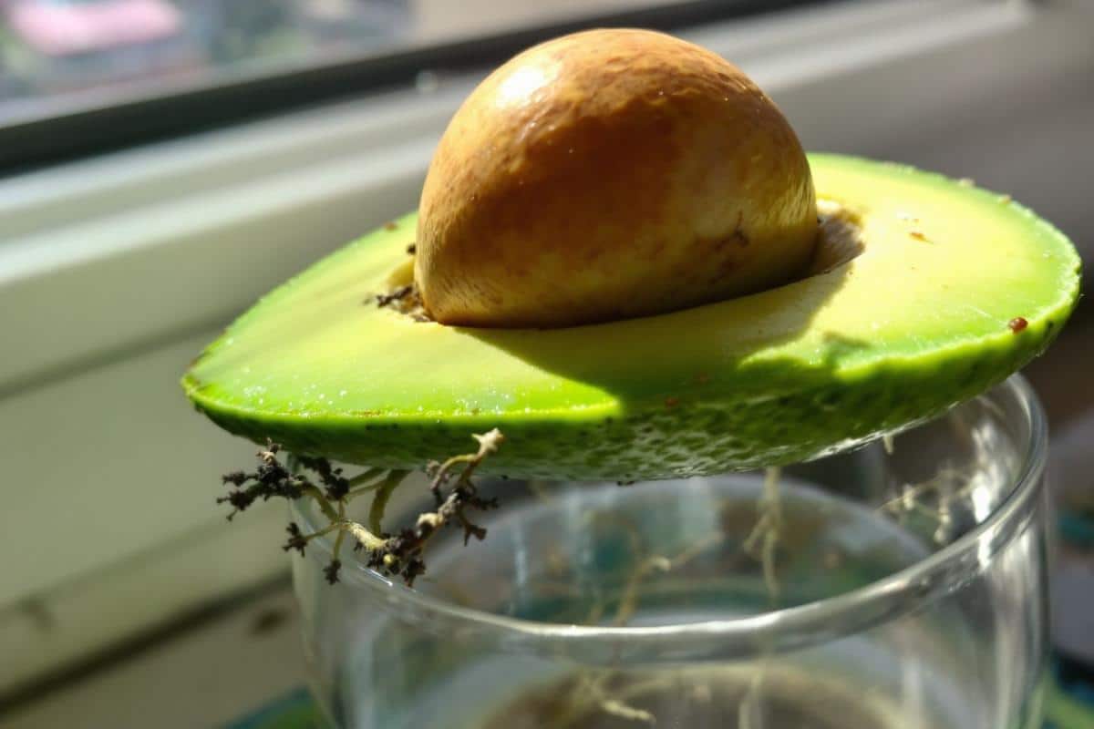 Comment faire pousser un avocat à partir d'un noyau ?