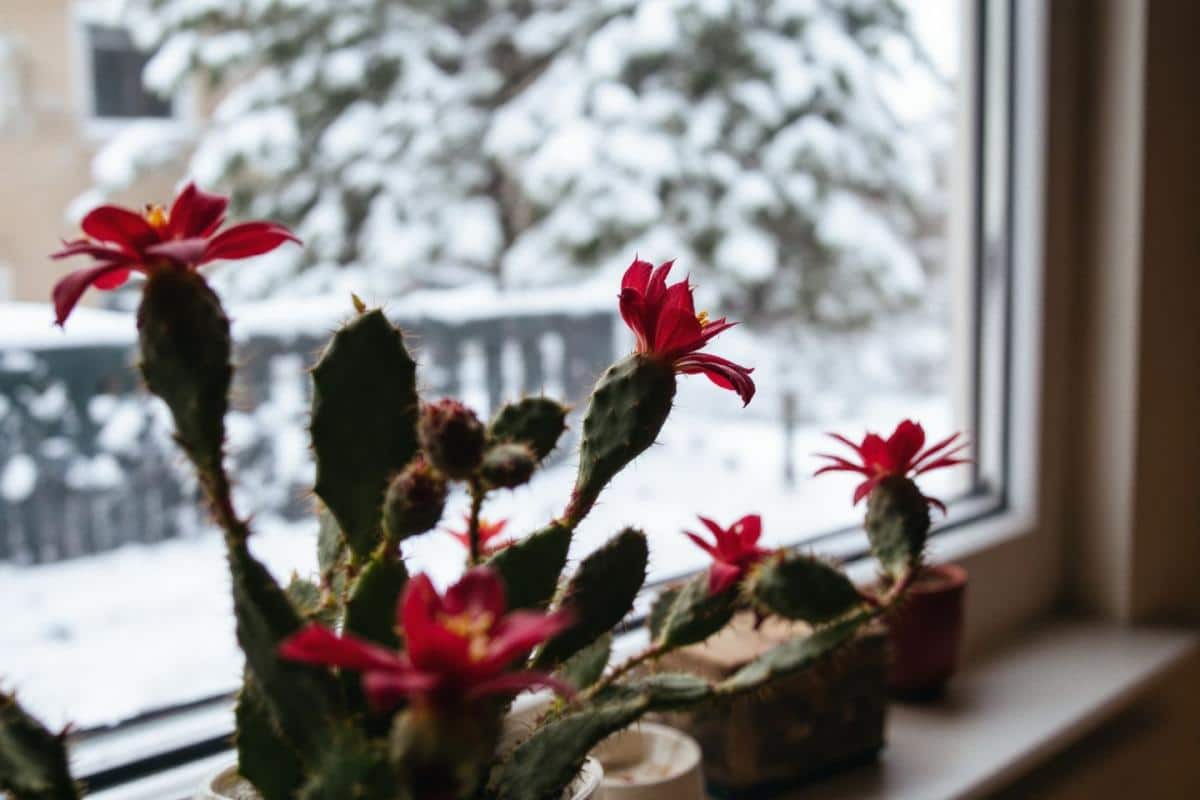 Cactus de Noël : faut-il le placer dehors ou dedans ?