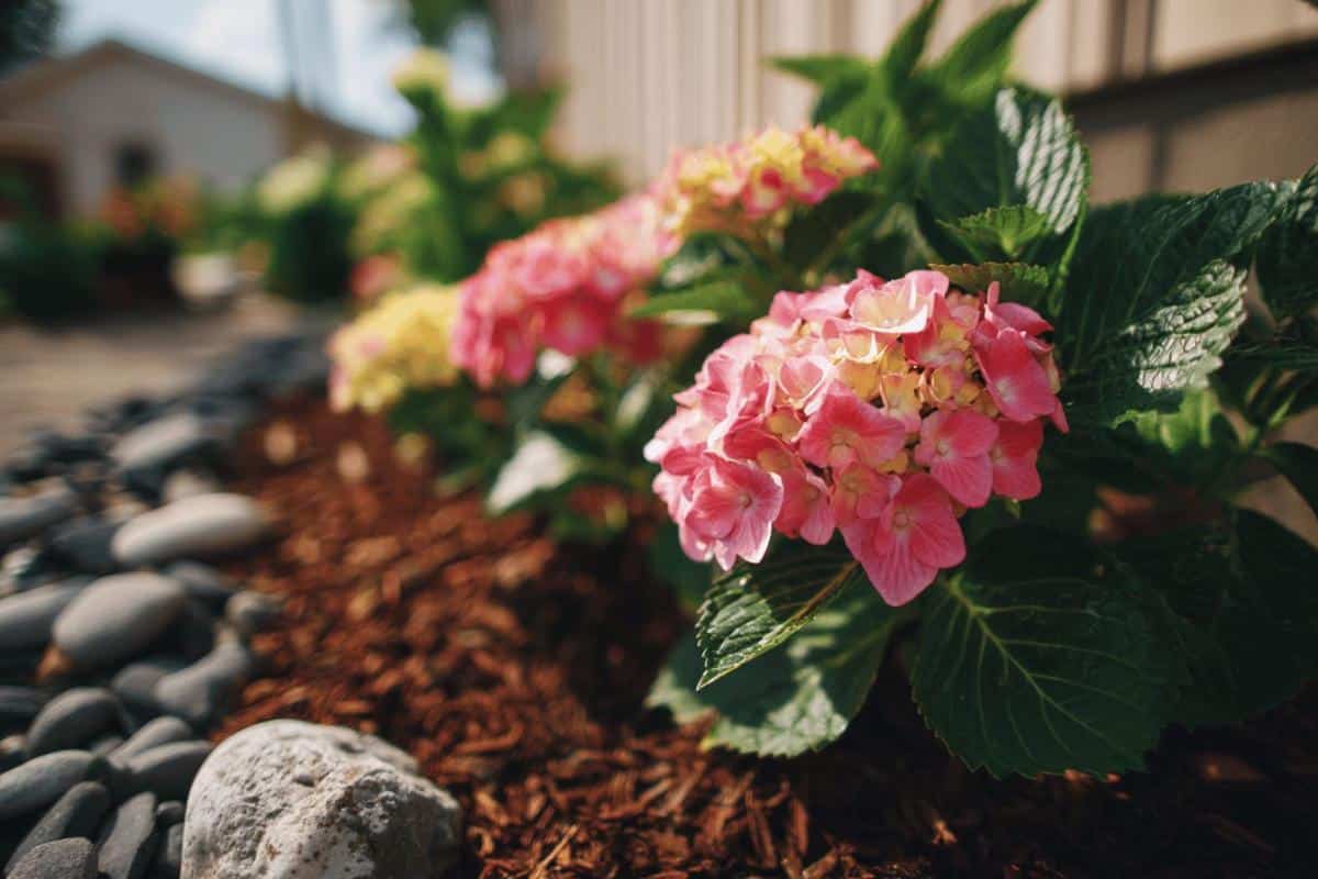 Que mettre au pied des hortensias ?