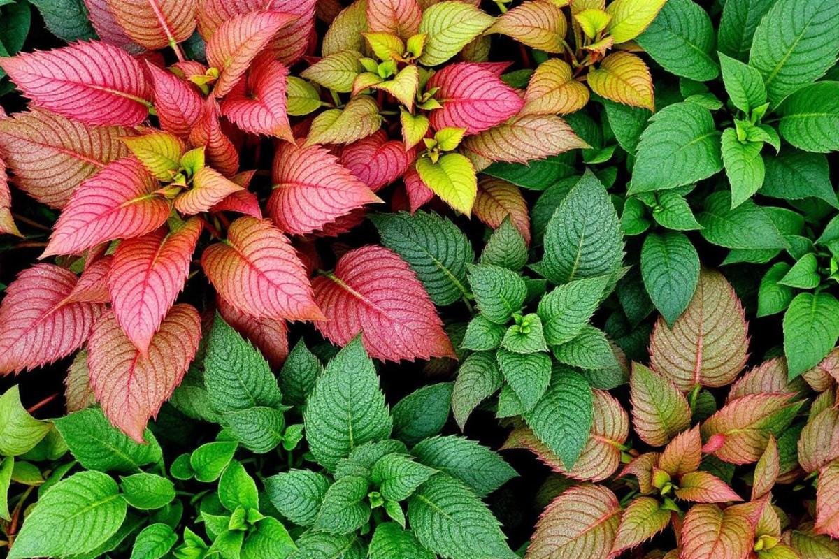Peperomia vs Pilea : Différences et similitudes