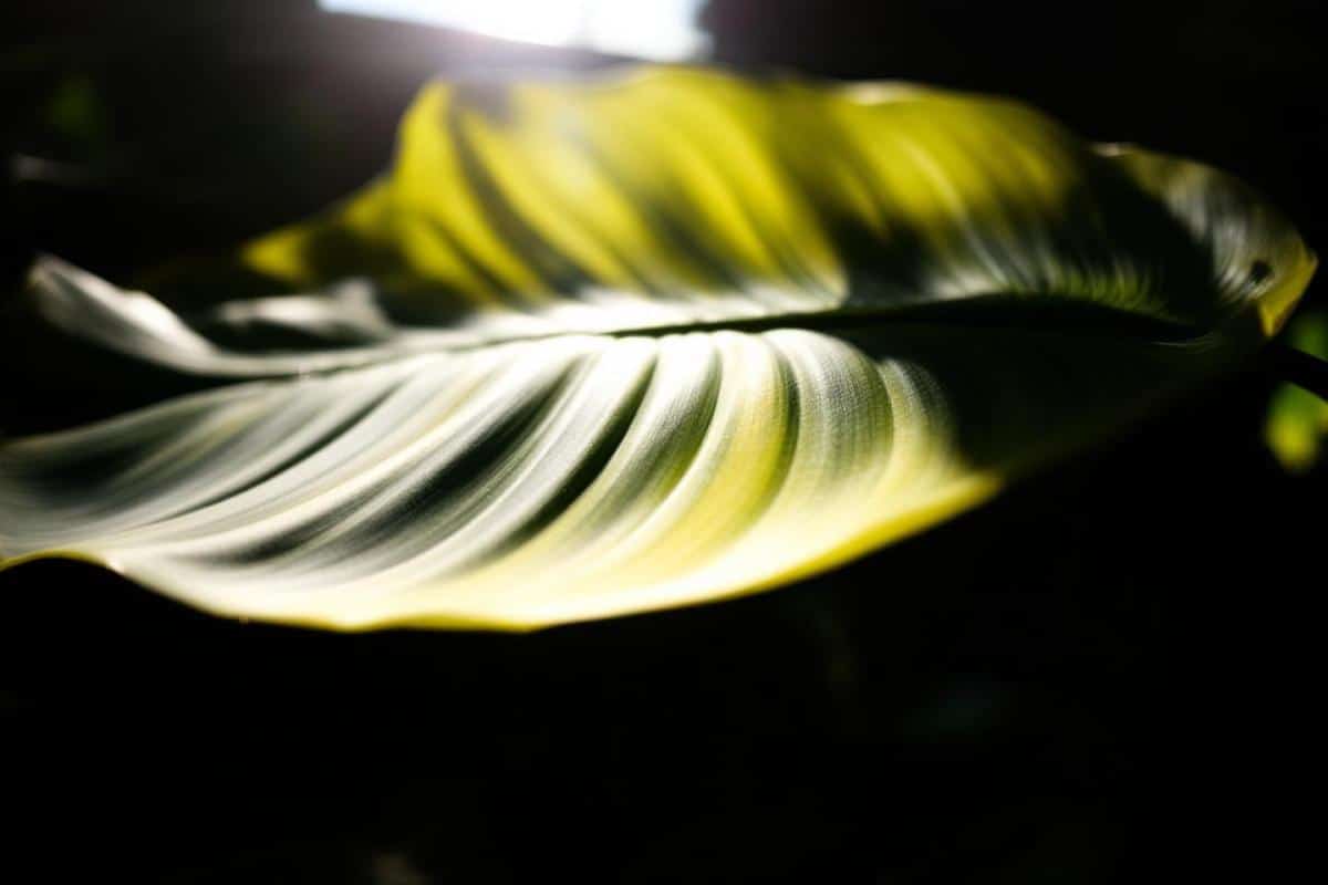 Monstera feuille jaune : causes et solutions
