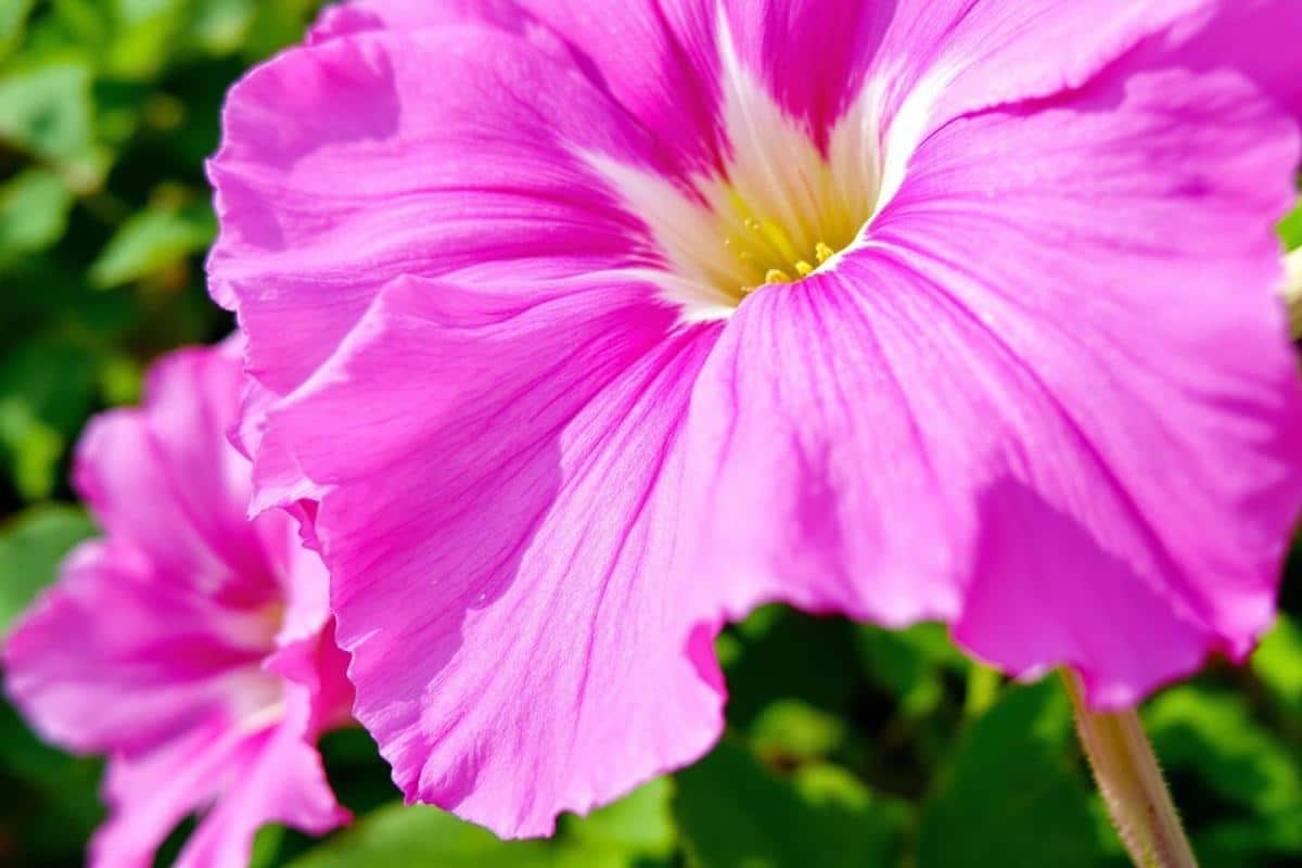 Les plus belles couleurs complémentaires du rose