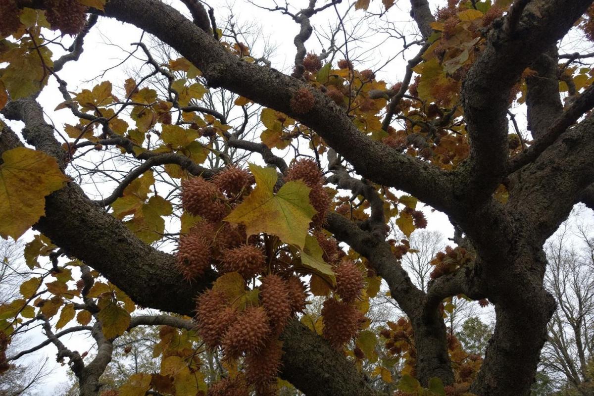 Quels sont les inconvénients du liquidambar ?